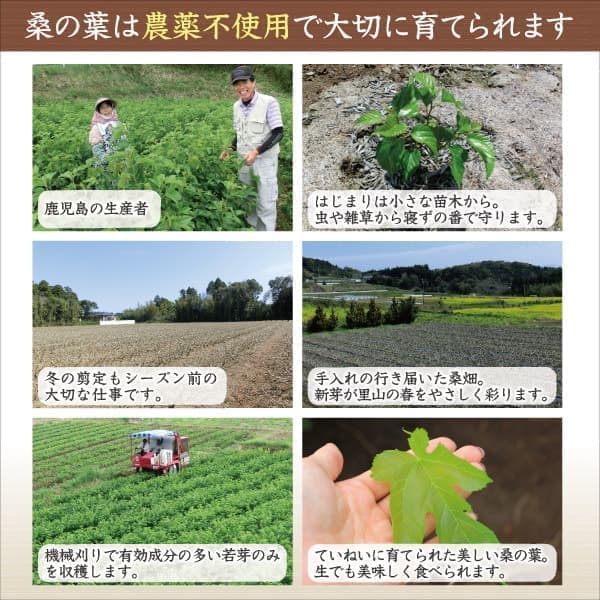 kuwanoha_cha_02.jpg