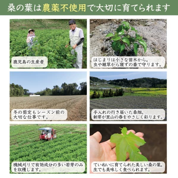 01_kuwanoha_03.jpg